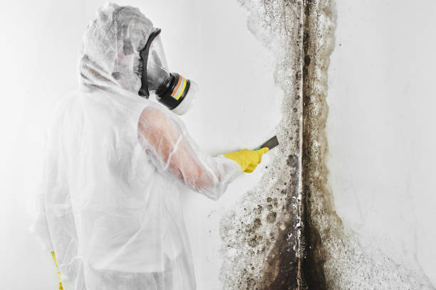 Professional Mold Removal in Metairie, LA
