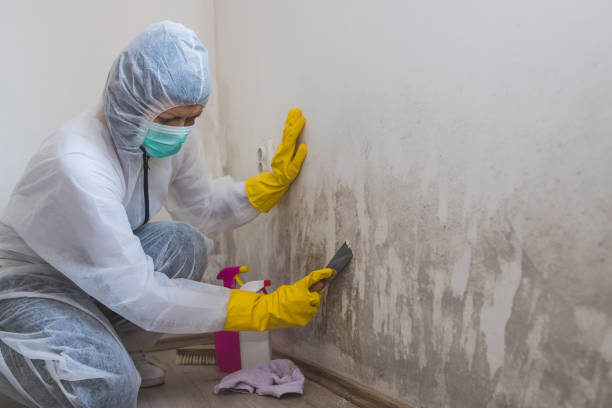 Best Black Mold Removal  in Metairie, LA
