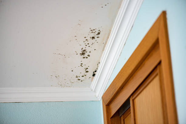 Best Commercial Mold Removal  in Metairie, LA