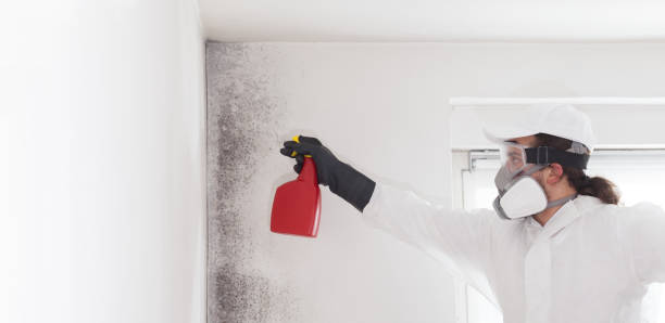 Mold Testing and Removal in Metairie, LA