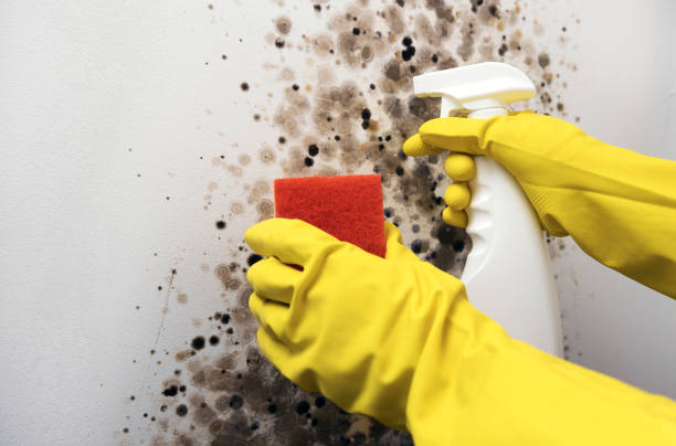Best Toxic Mold Removal  in Metairie, LA