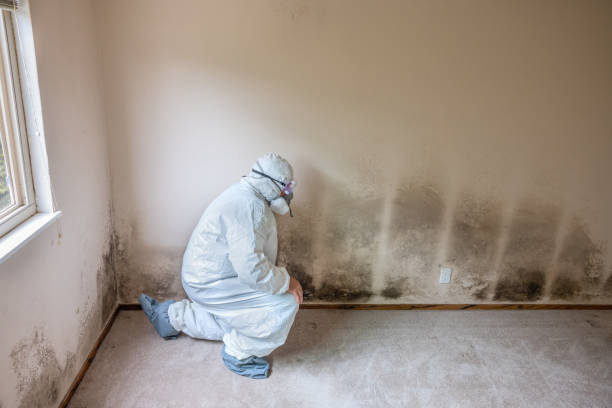 Best Mold Testing  in Metairie, LA