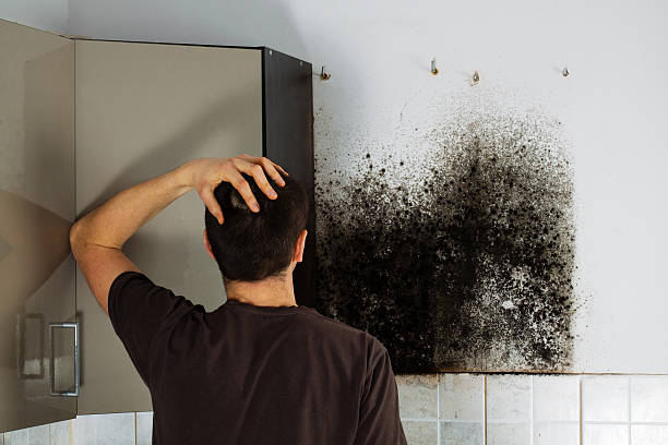 Best Local Mold Removal Service  in Metairie, LA